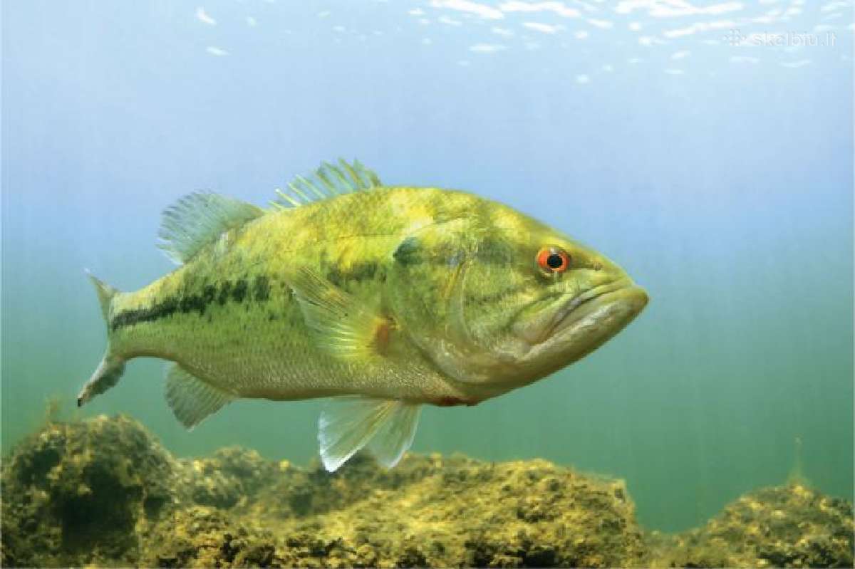 Largemouth bass šiaurės Amerikos ešeriai zuvys - nuotraukos Nr. 4