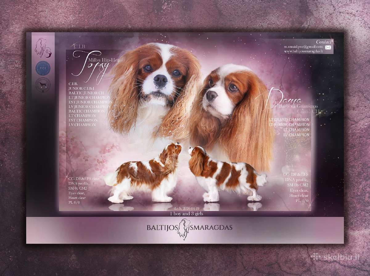 Kavalieriaus karaliaus Karolio spanieliukas