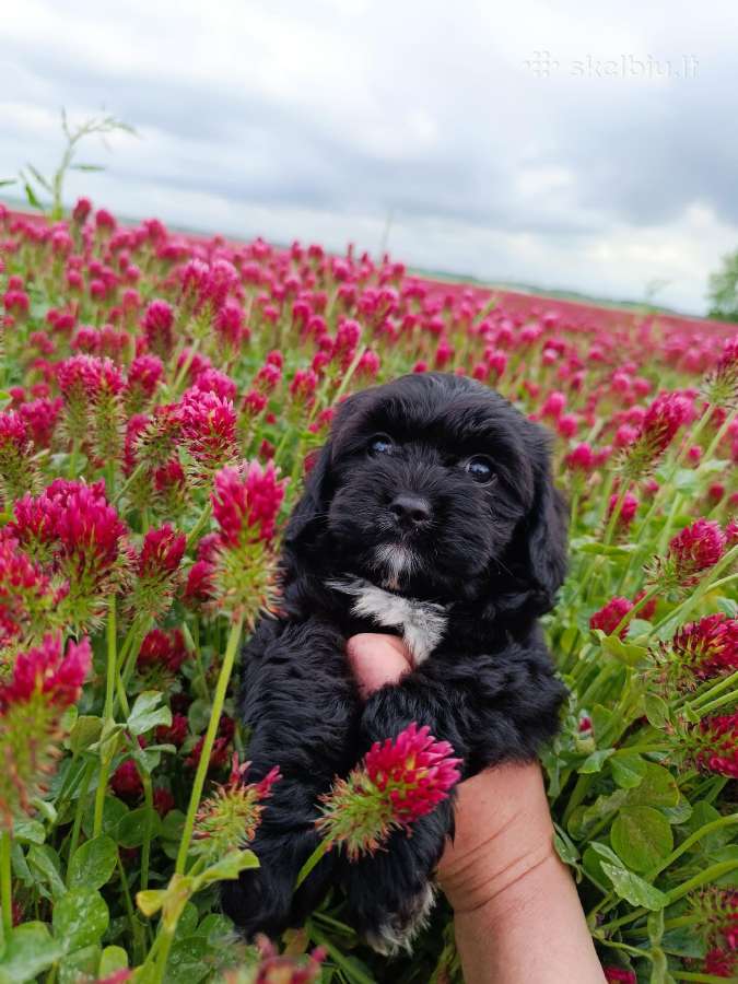 Cavapoo - nuotraukos Nr. 10