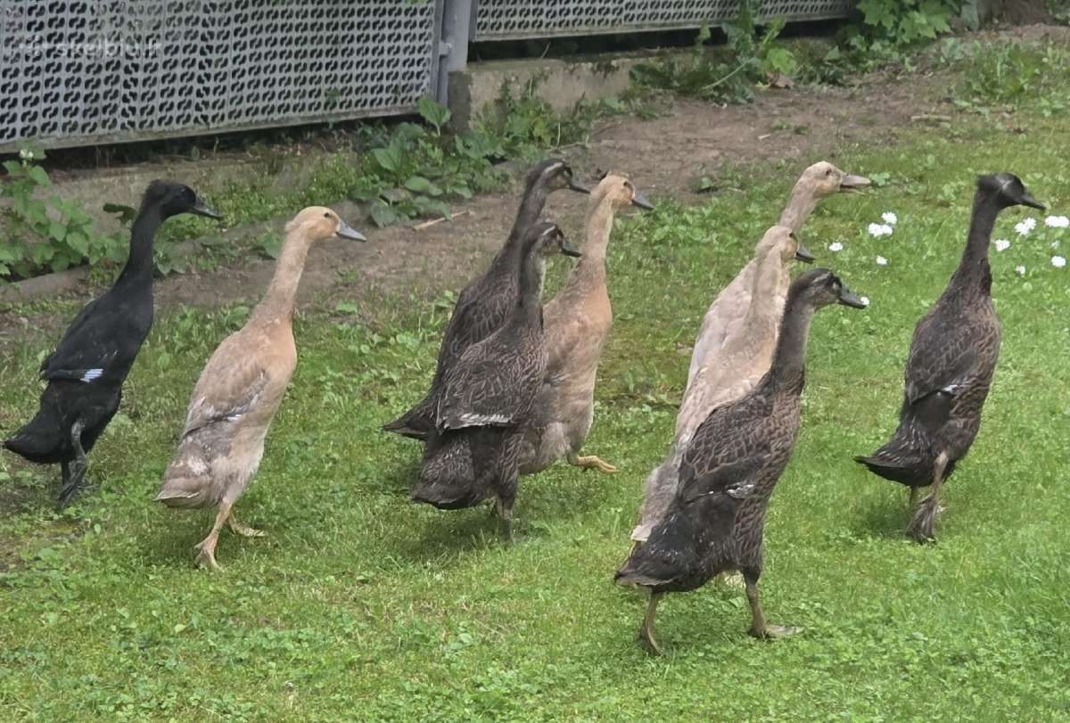 Parduodu antis