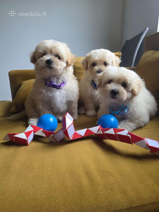 Maltipoo berniukai Braitas ir Bartas ir Beilis