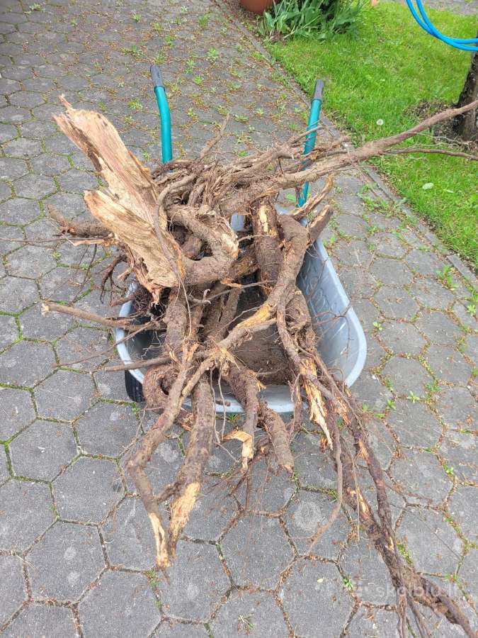 Madžio šaknys menui, interjerui