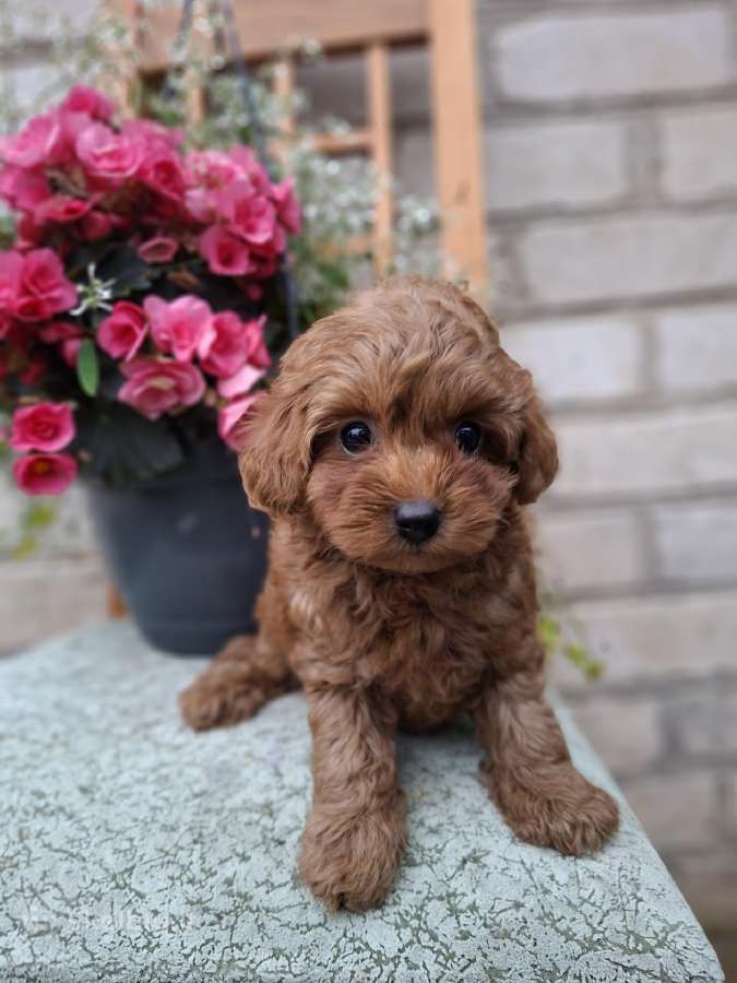 Maltipoo. Patinėliai. Kalytės.