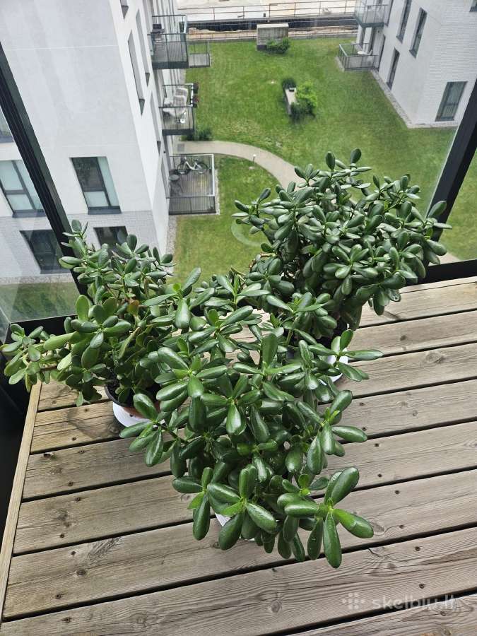 Laimės,pinigų medžiai - storalapiai vešlūs - nuotraukos Nr. 20