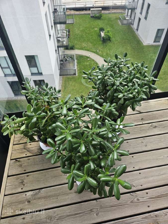 Laimės,pinigų medžiai - storalapiai vešlūs - nuotraukos Nr. 21
