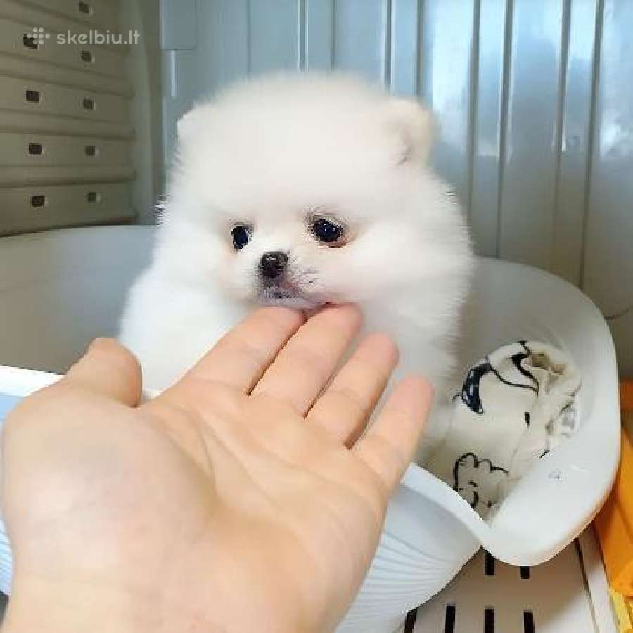 2 beautiful Pomeranian puppies.