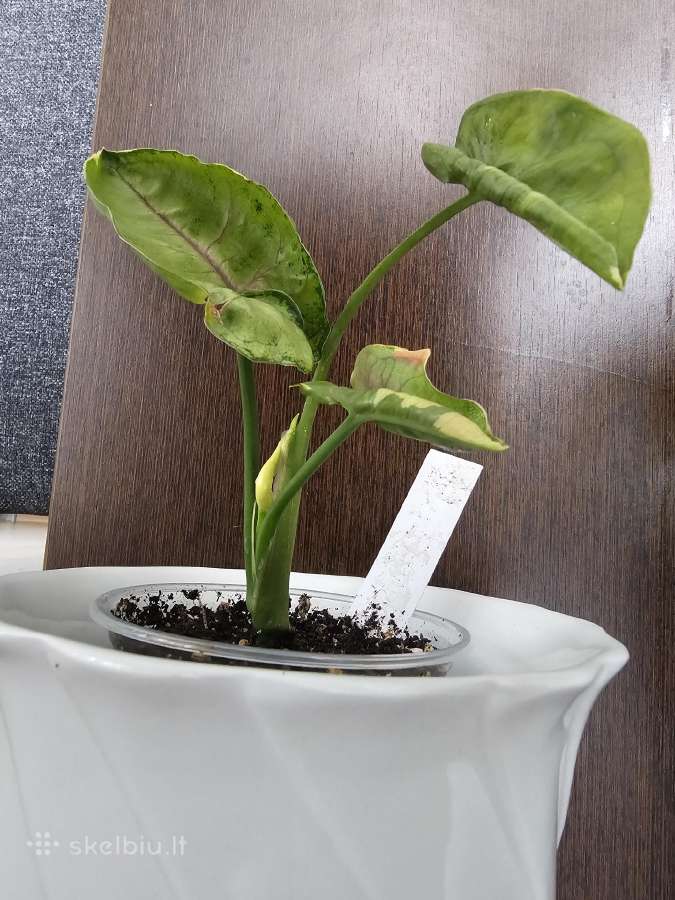 Syngonium