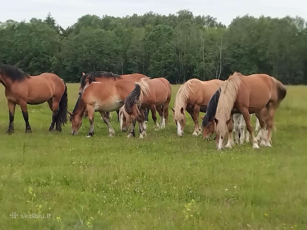 Parduodami Lietuvos sunkiųjų veislės arkliai - nuotraukos Nr. 2