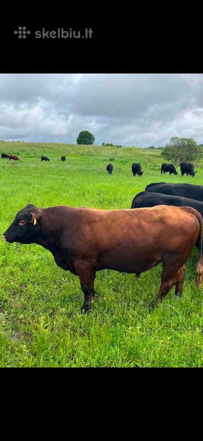 Parduodami grynaveisliai Angus jauciai