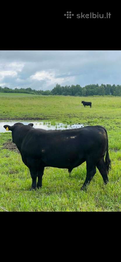 Parduodami grynaveisliai Angus jauciai - nuotraukos Nr. 2