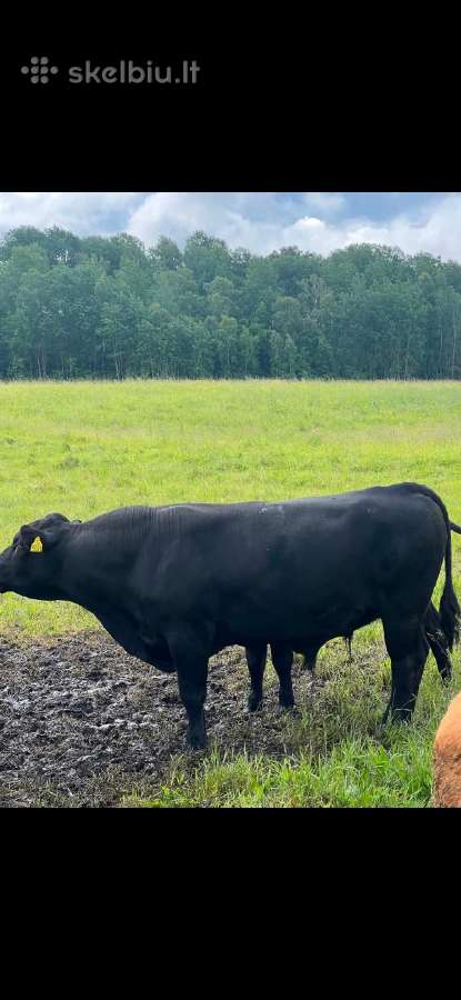 Parduodami grynaveisliai Angus jauciai - nuotraukos Nr. 3