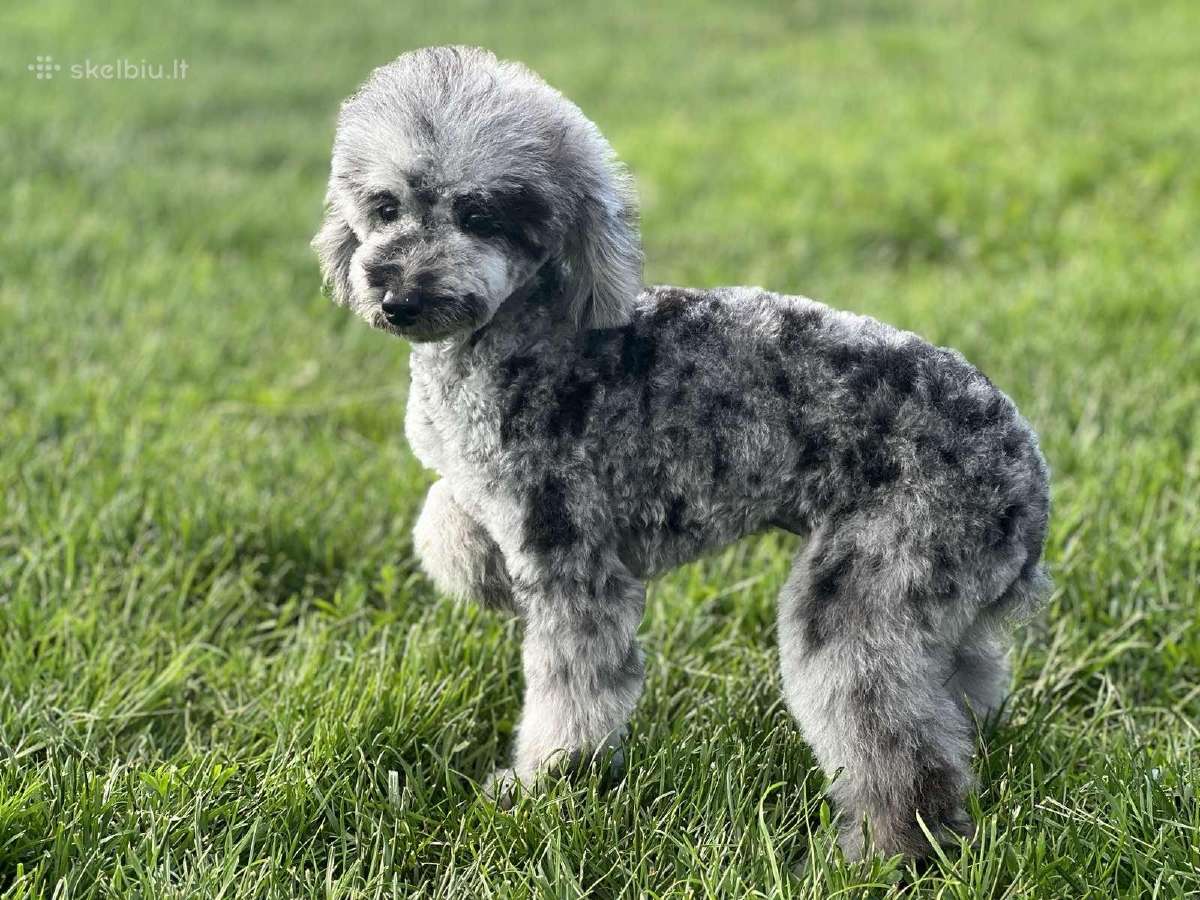 Blue merle toy pudeliukas