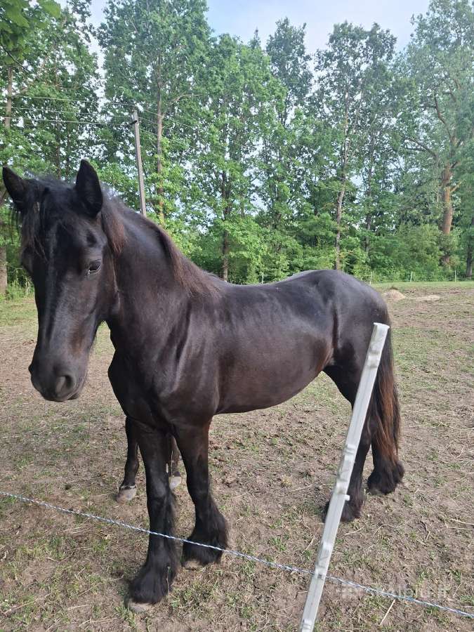 Parduodu Kumelaitę - nuotraukos Nr. 2
