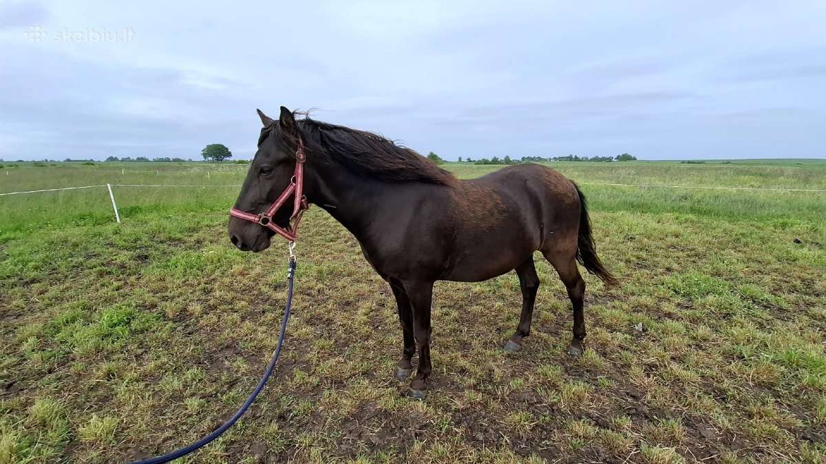 Naujų namų ieško pony klasės 3metų kastratas.