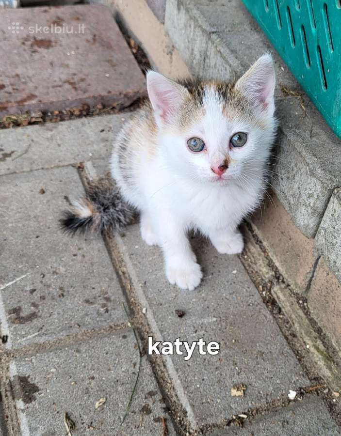 Dovanojame kačiukus