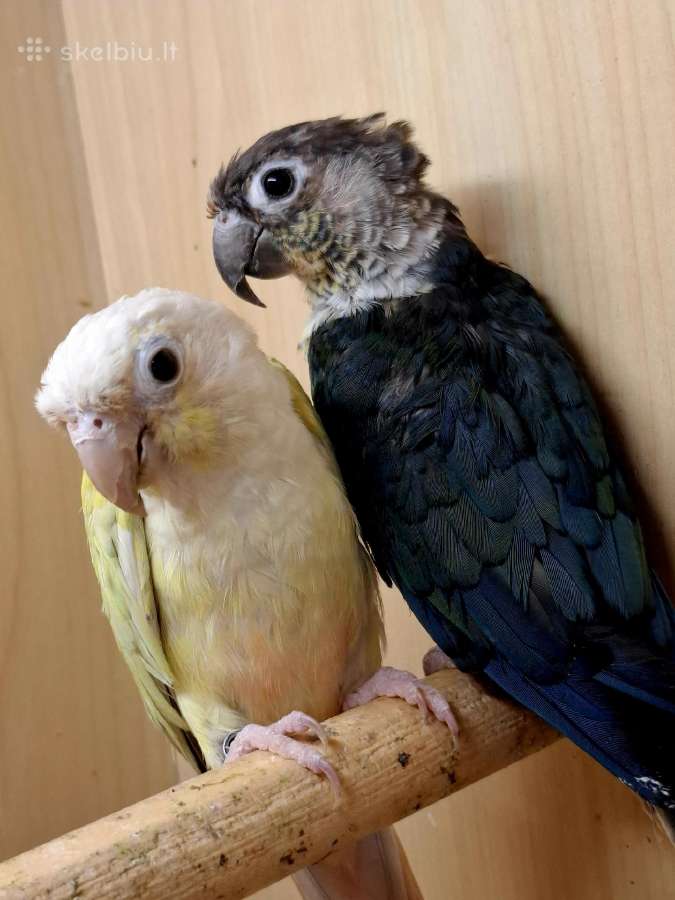Parduodu jauną porą papūgų