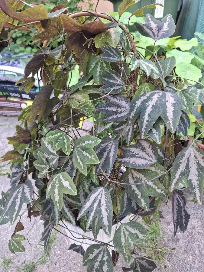 Passiflora trifasciata