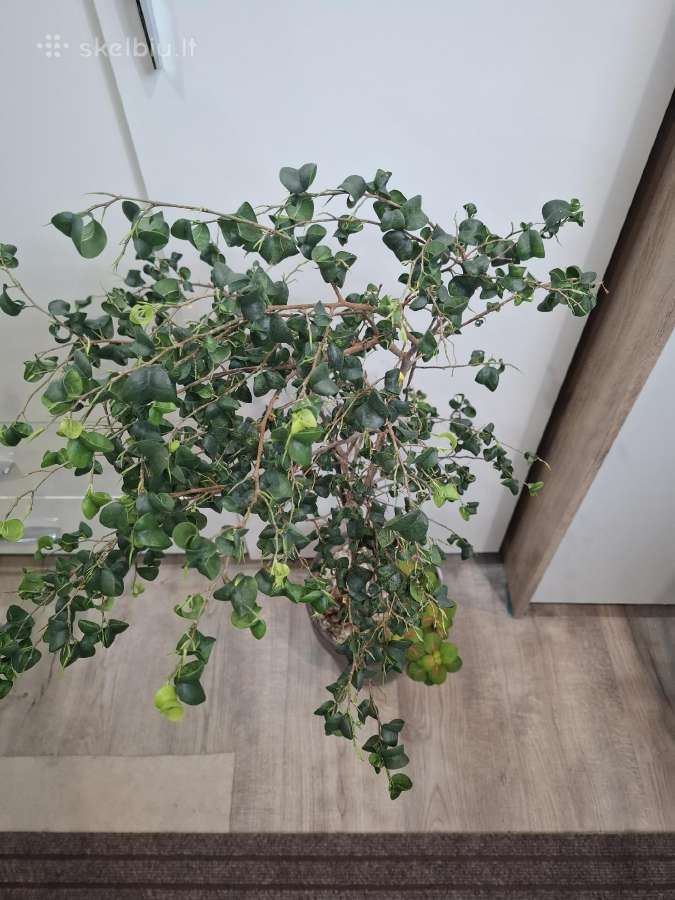 Ficus benjamina 'Barok'