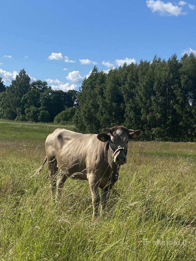 Parduodu telyčaite