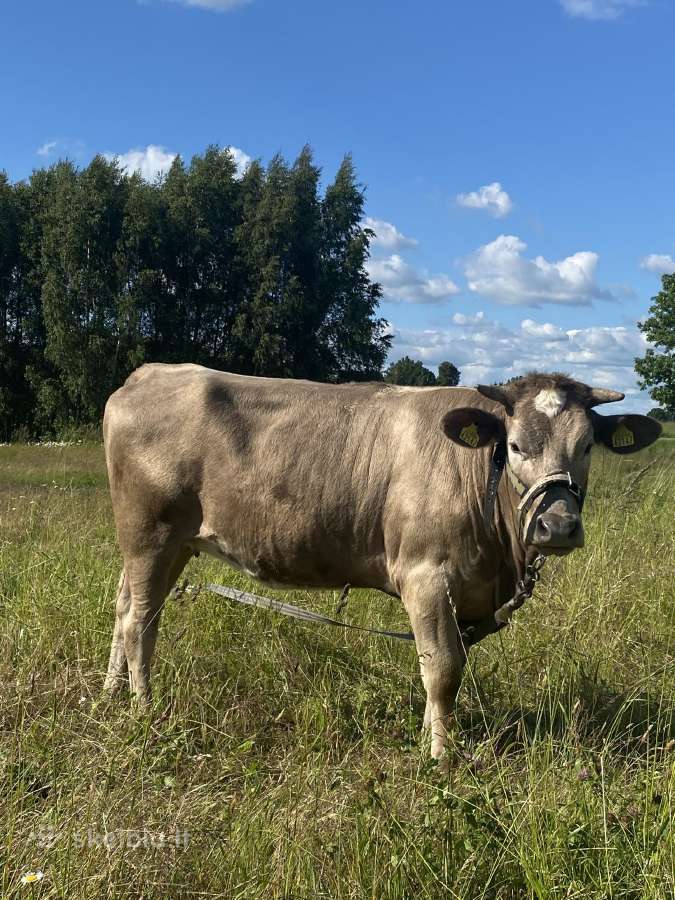 Parduodu telyčaite - nuotraukos Nr. 2