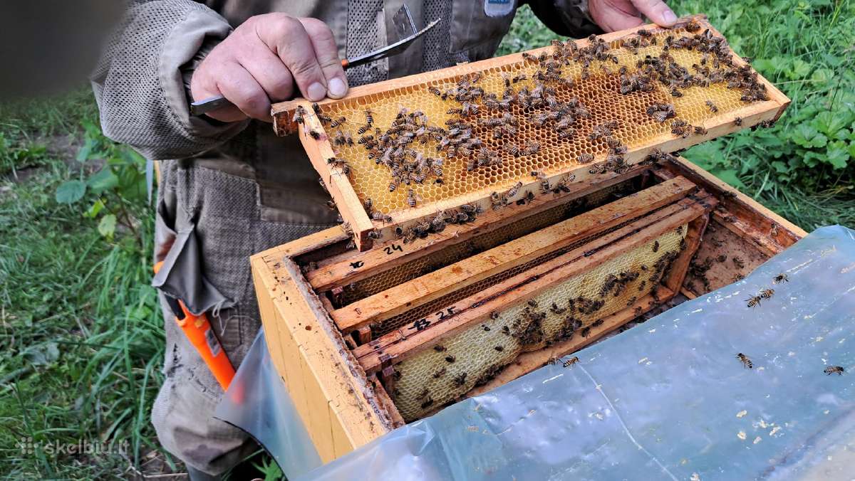 Bičių šeimelės ant 4-5 rėmelių