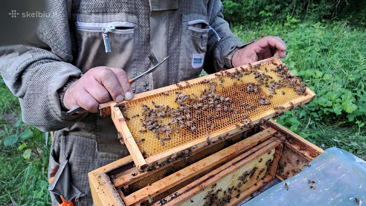 Parduodu bičių motinėles