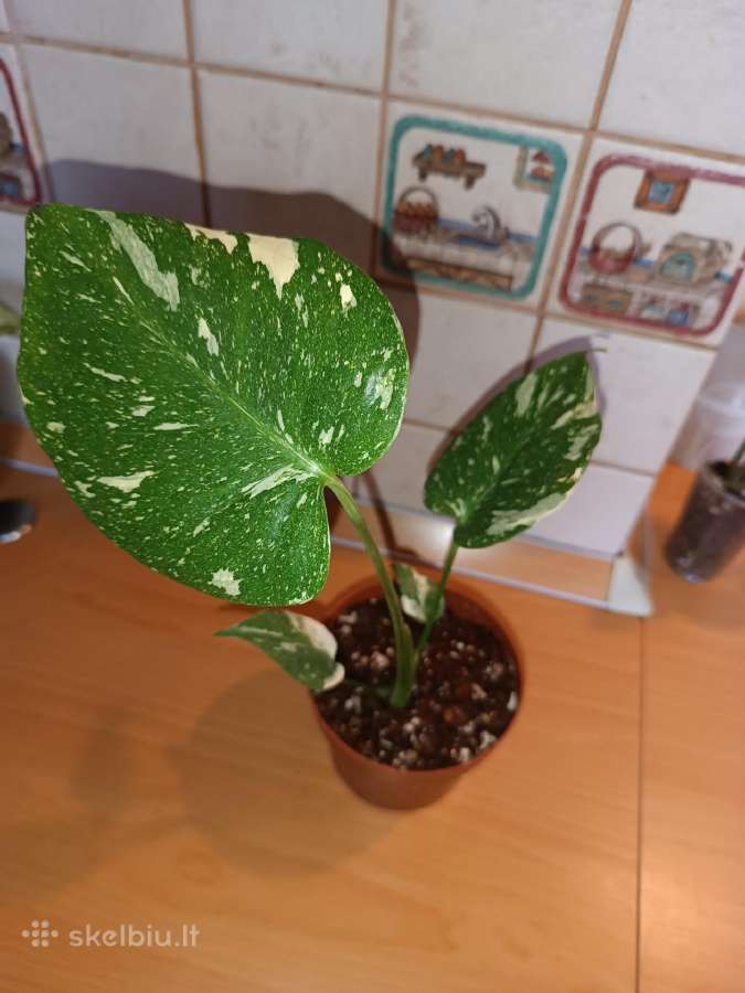 Monstera Thai