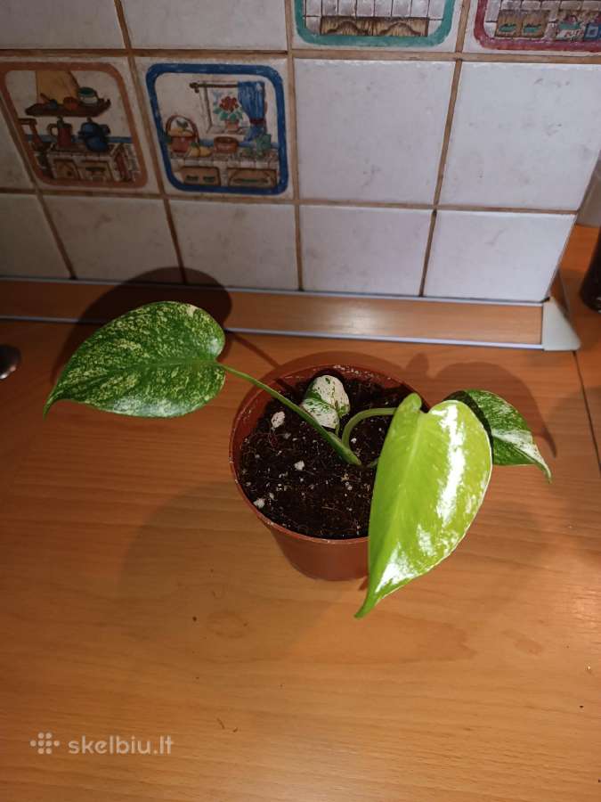 Monstera mint