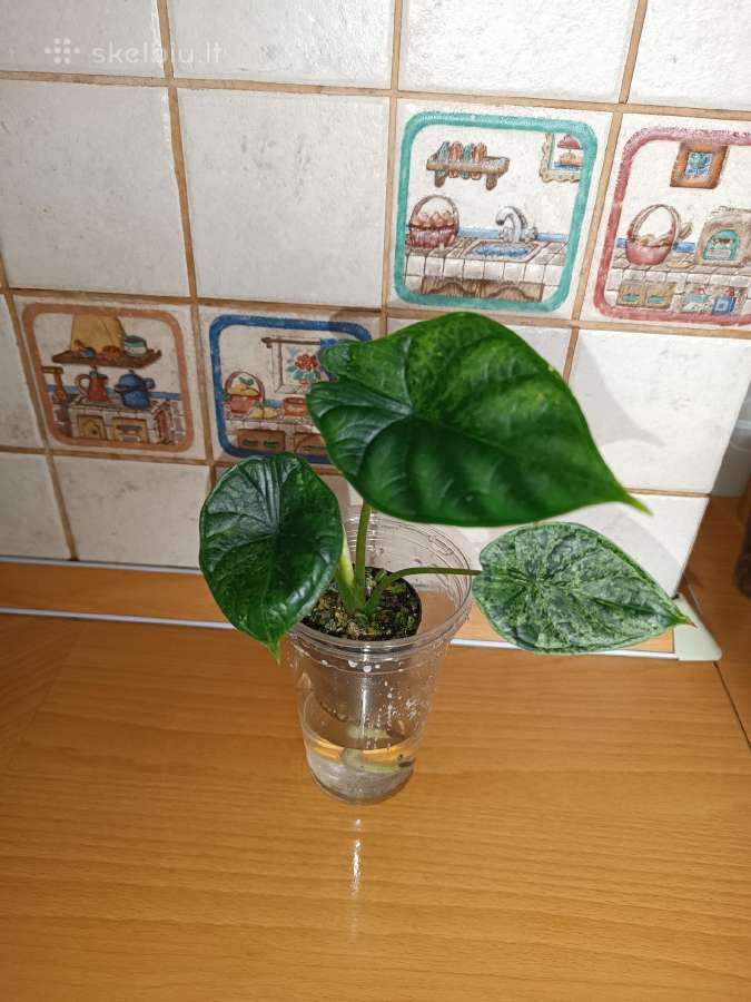 Alokazija Dragon skale mint