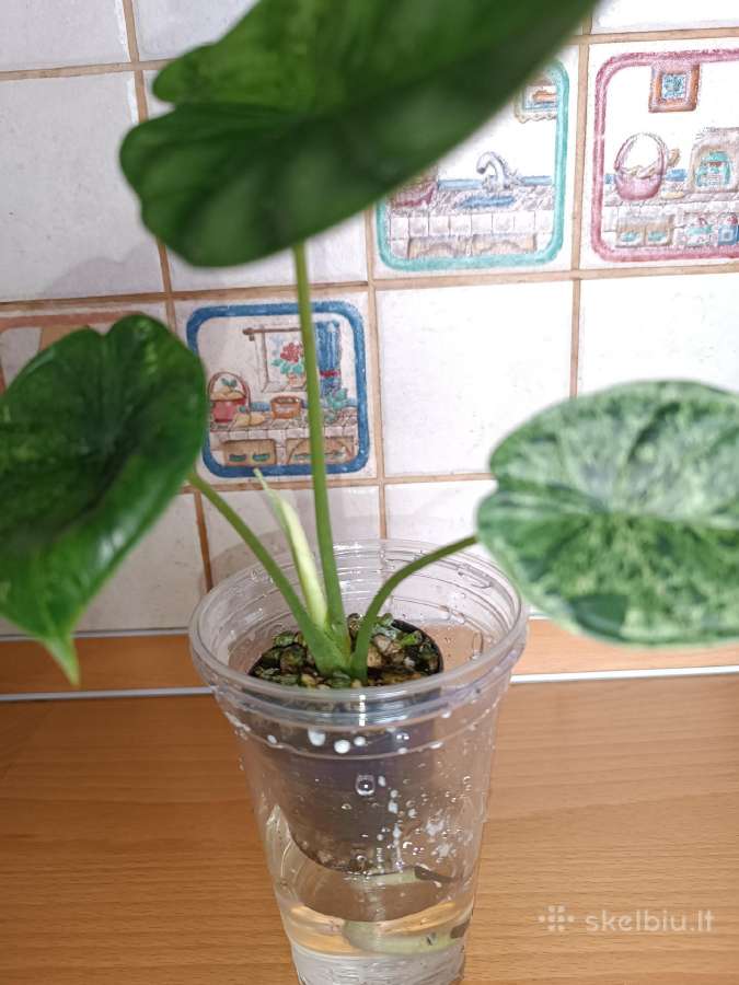 Alokazija Dragon skale mint - nuotraukos Nr. 2