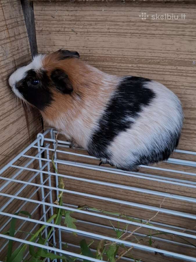 Parduodamas juru kiauliukas