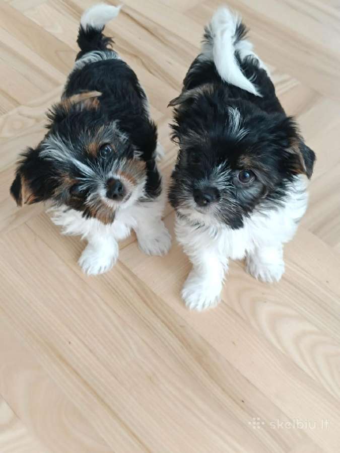Biewer Yorkshire Terrier šuniukai