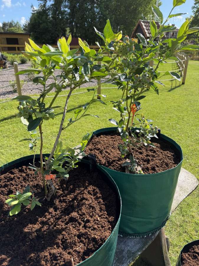 Šilauogių krūmai - nuotraukos Nr. 7