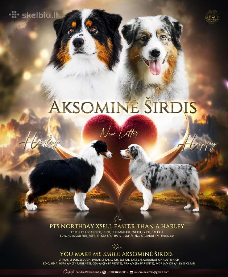 Australų aviganių veislynas "Aksominė širdis"