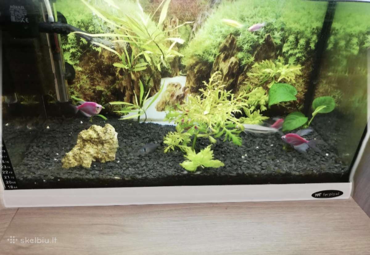 Parduodu naudota akvariuma - nuotraukos Nr. 2