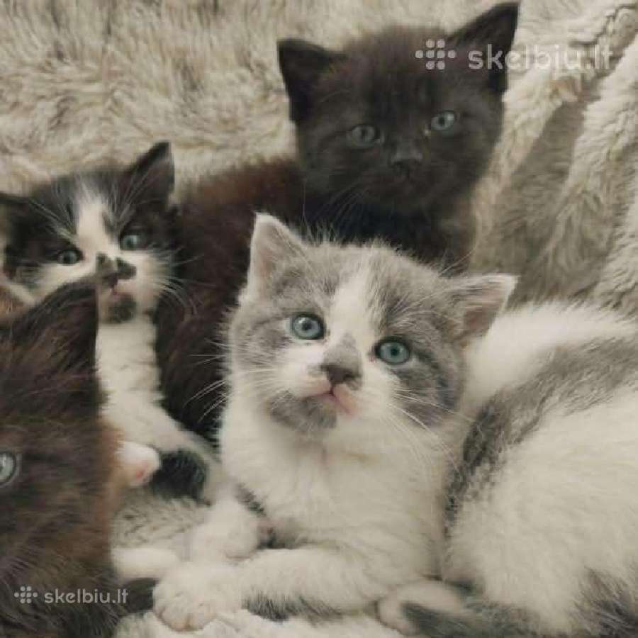 Nuostabūs kačiukai