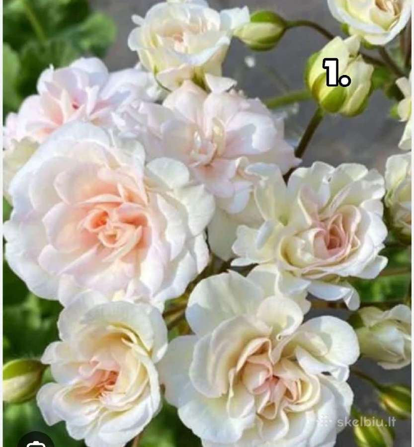 Pelargonija daigai