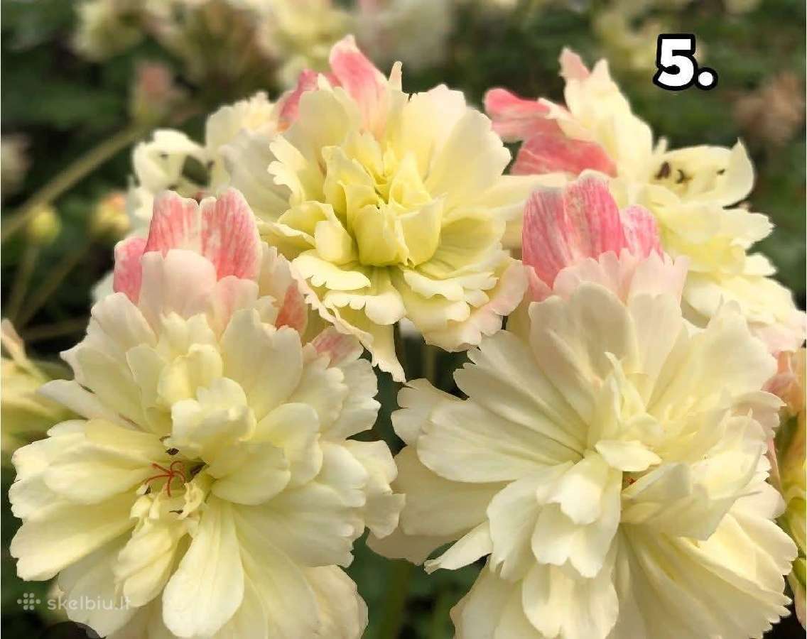 Pelargonija - nuotraukos Nr. 5