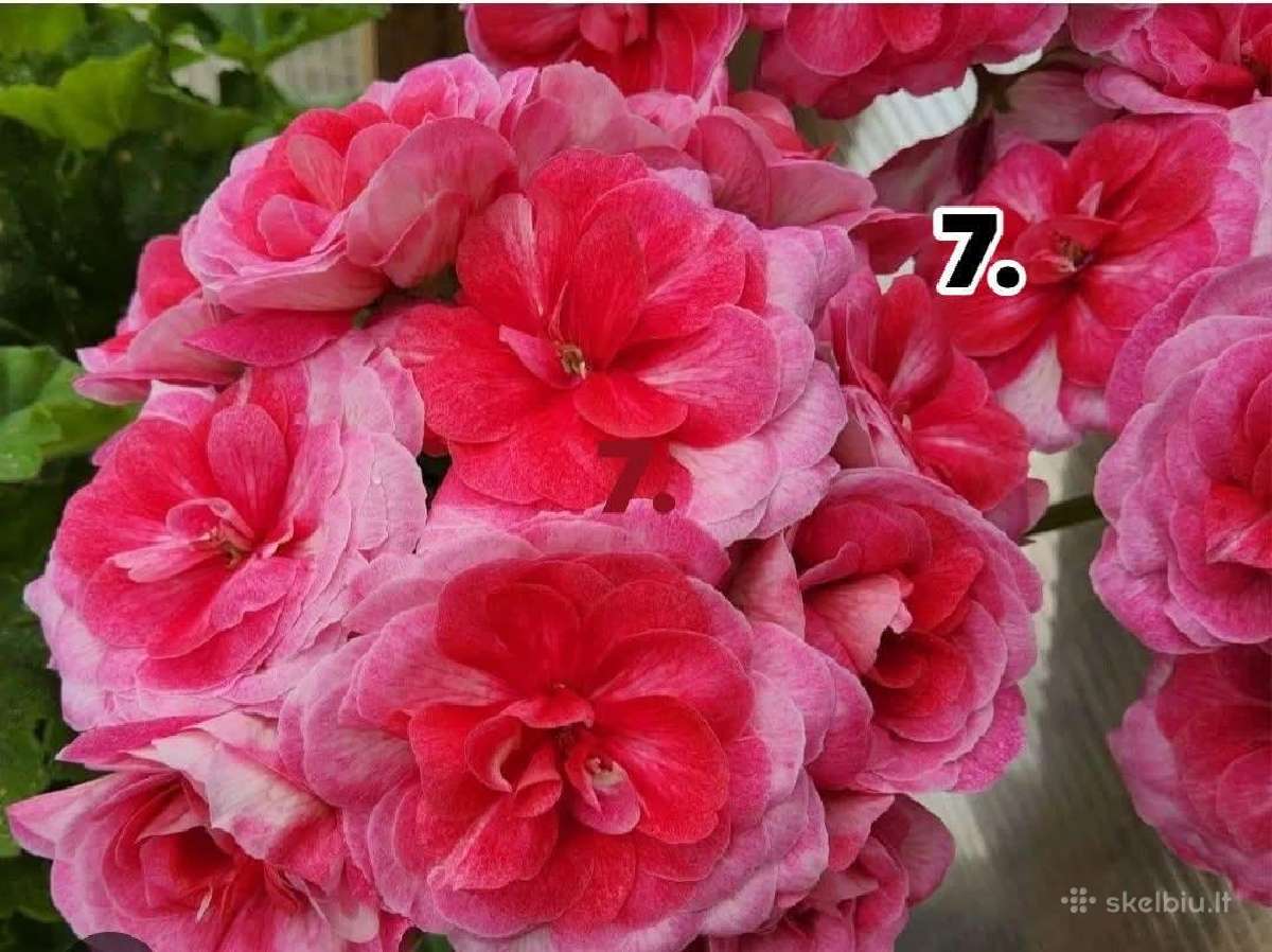Pelargonija - nuotraukos Nr. 7