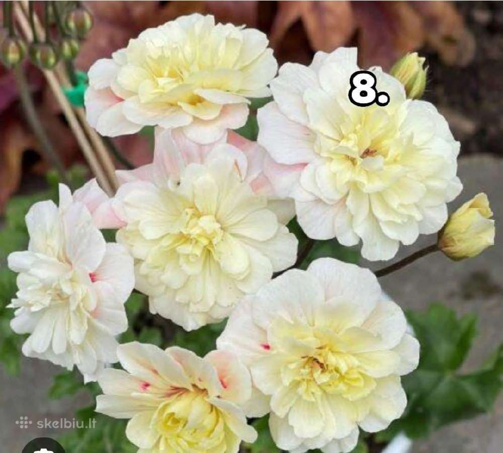 Pelargonija - nuotraukos Nr. 8