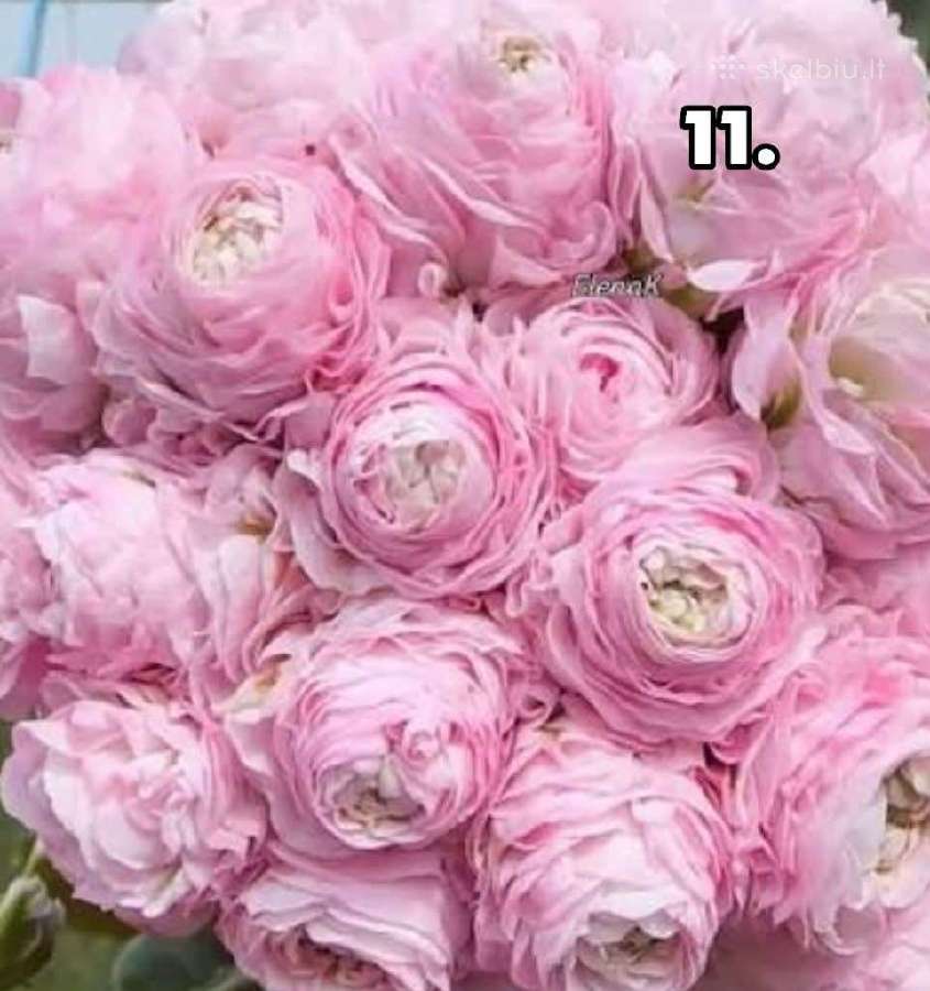 Pelargonija - nuotraukos Nr. 9