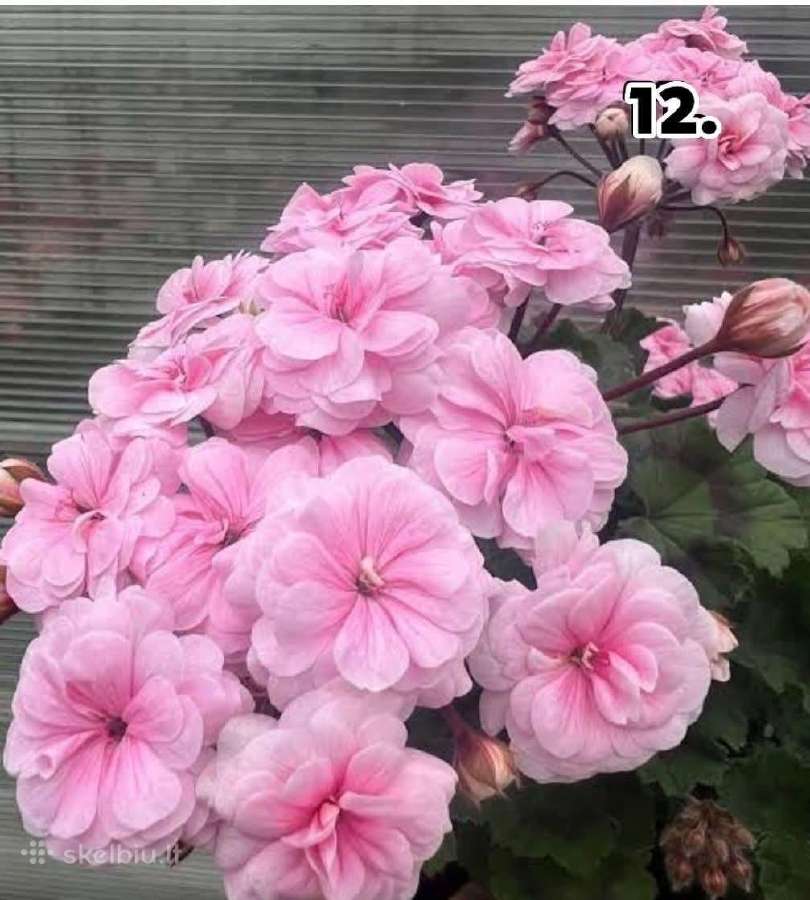 Pelargonija - nuotraukos Nr. 10