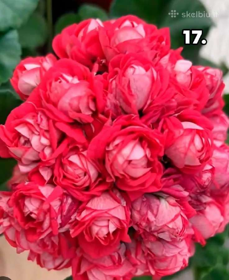 Bengalai. Pelargonija. Bengalai - nuotraukos Nr. 13