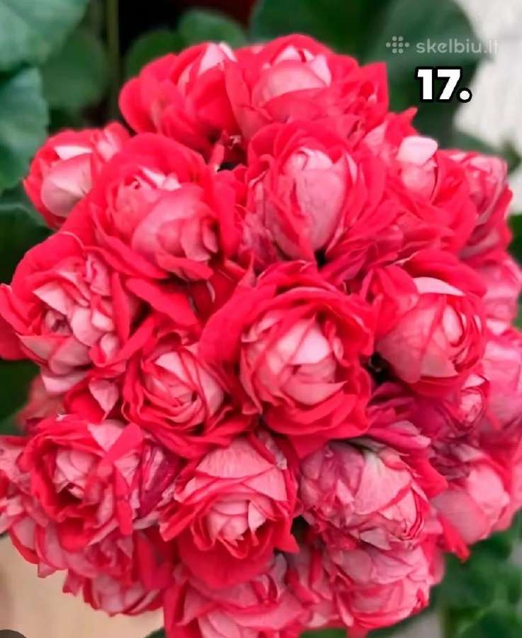 Pelargonija - nuotraukos Nr. 14