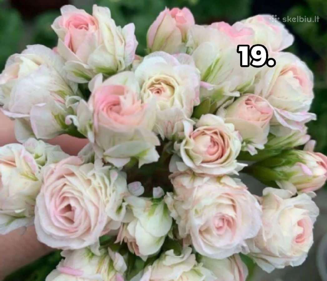 Pelargonija - nuotraukos Nr. 17