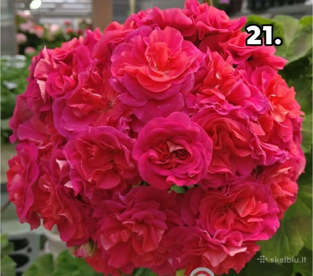 Komius 2.5€ kanos 1.80.10-15€15-20€ - nuotraukos Nr. 16
