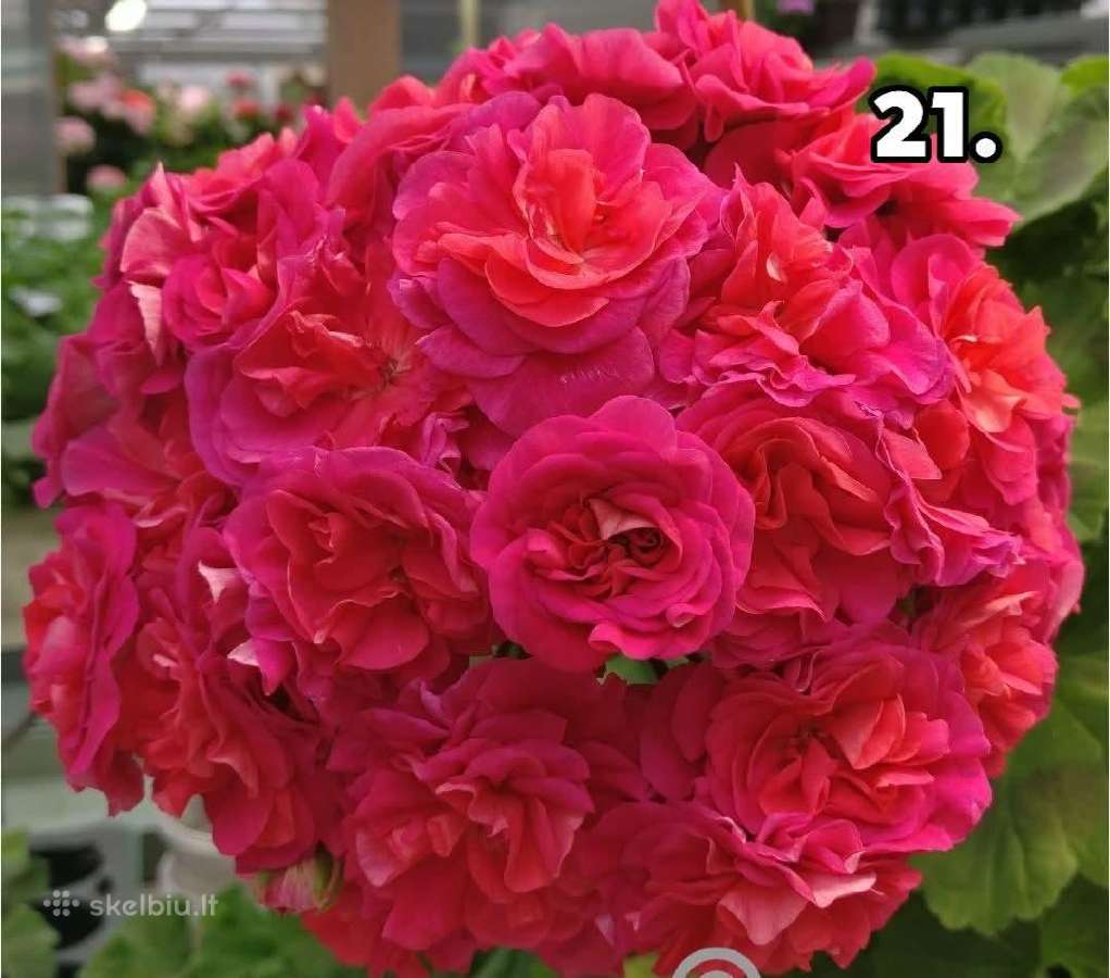 Pelargonija - nuotraukos Nr. 16