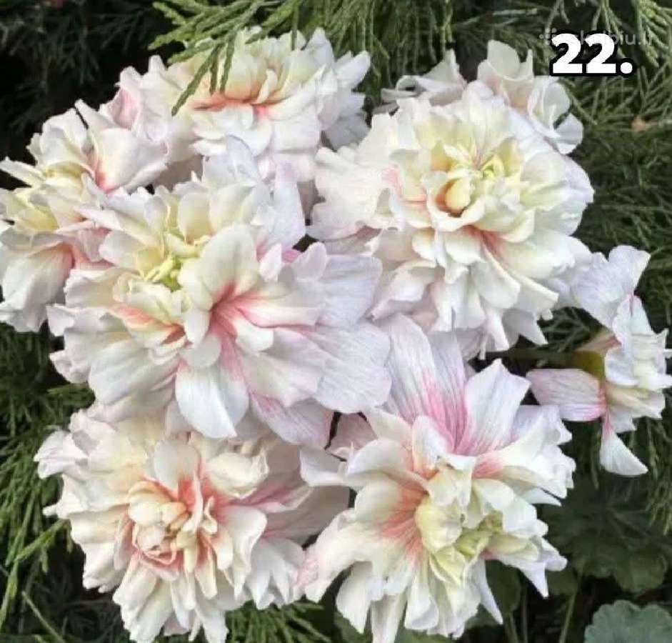 Pelargonija - nuotraukos Nr. 21