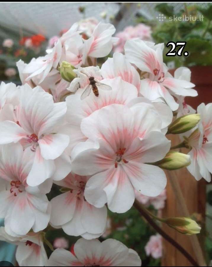 Pelargonija - nuotraukos Nr. 20