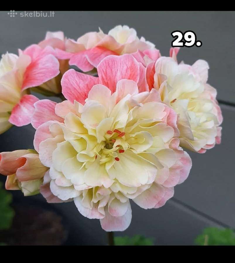 Pelargonija - nuotraukos Nr. 22